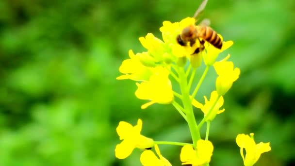 Flor en el viento — Vídeos de Stock